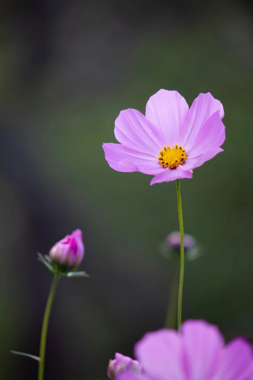 three purple flowers with yellow center sitting on top of green stems