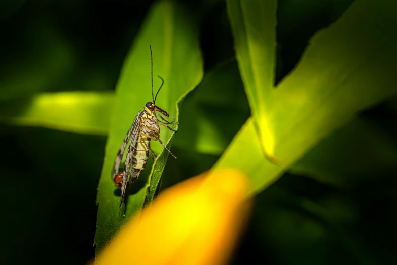 a close up of a bug on a green leaf