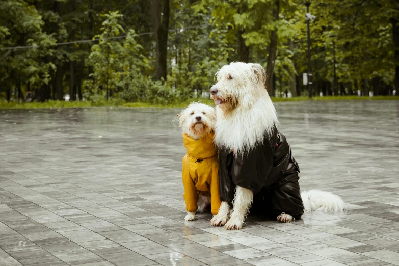 a dog sitting next to another dog in front of a forrest