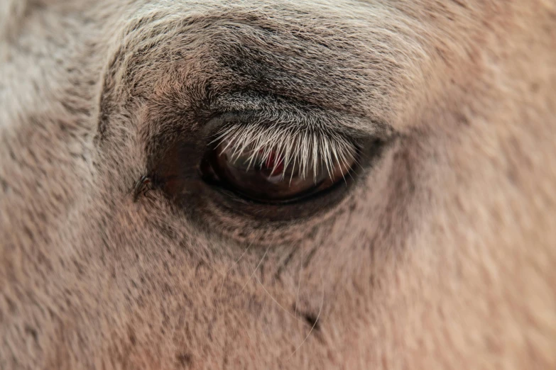 a close up of the tip of the eye of a horse