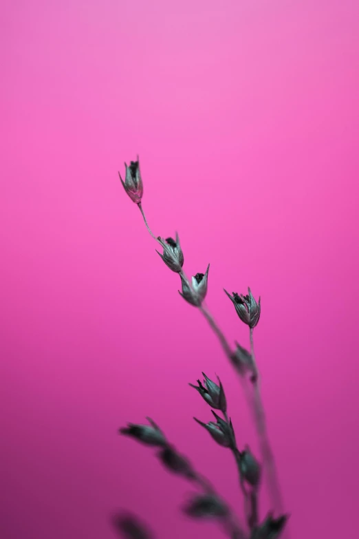 flowers against a pink background that has tiny buds growing from it