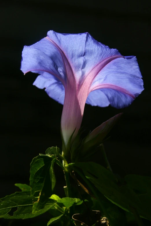 purple flower with a long stem growing out of the center