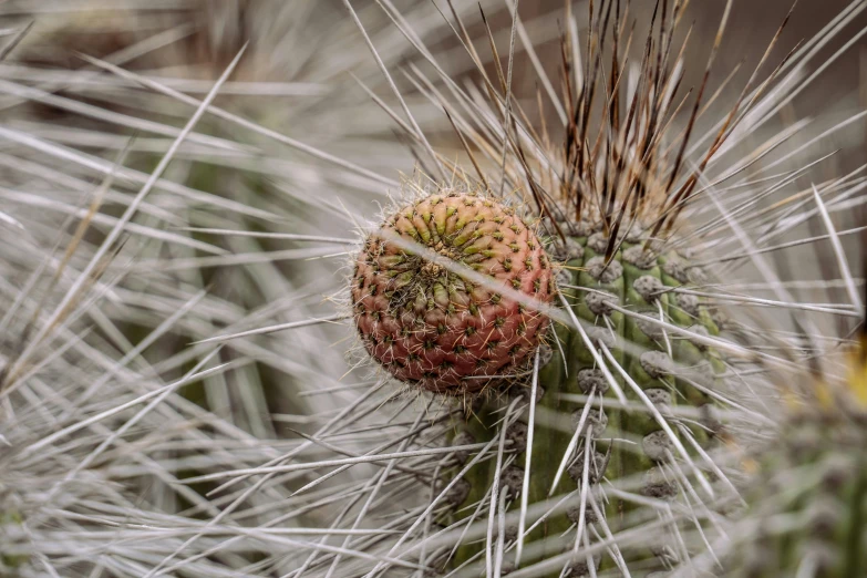 a plant is shown in this picture with blurry effect