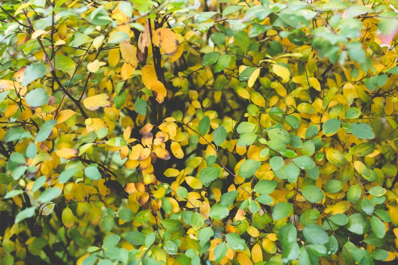 a small bush with some very yellow colored leaves