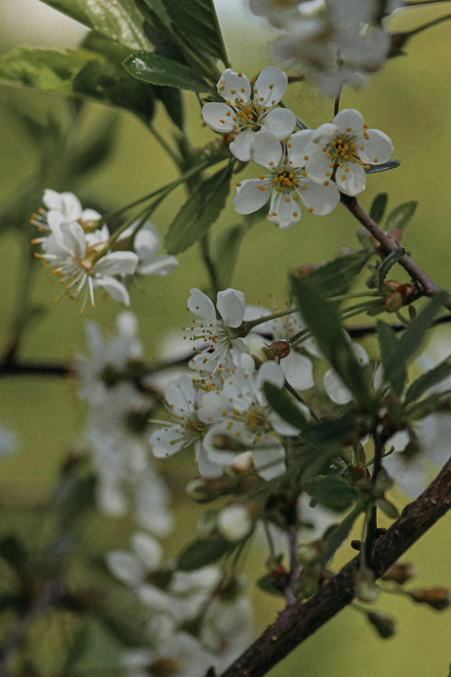 the small white flowers are in bloom on a tree