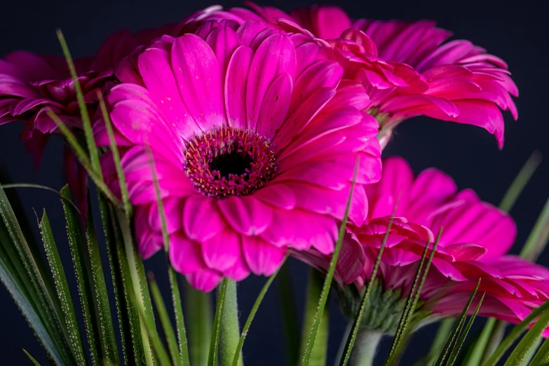 pink flowers are in a vase that is filled with green stems
