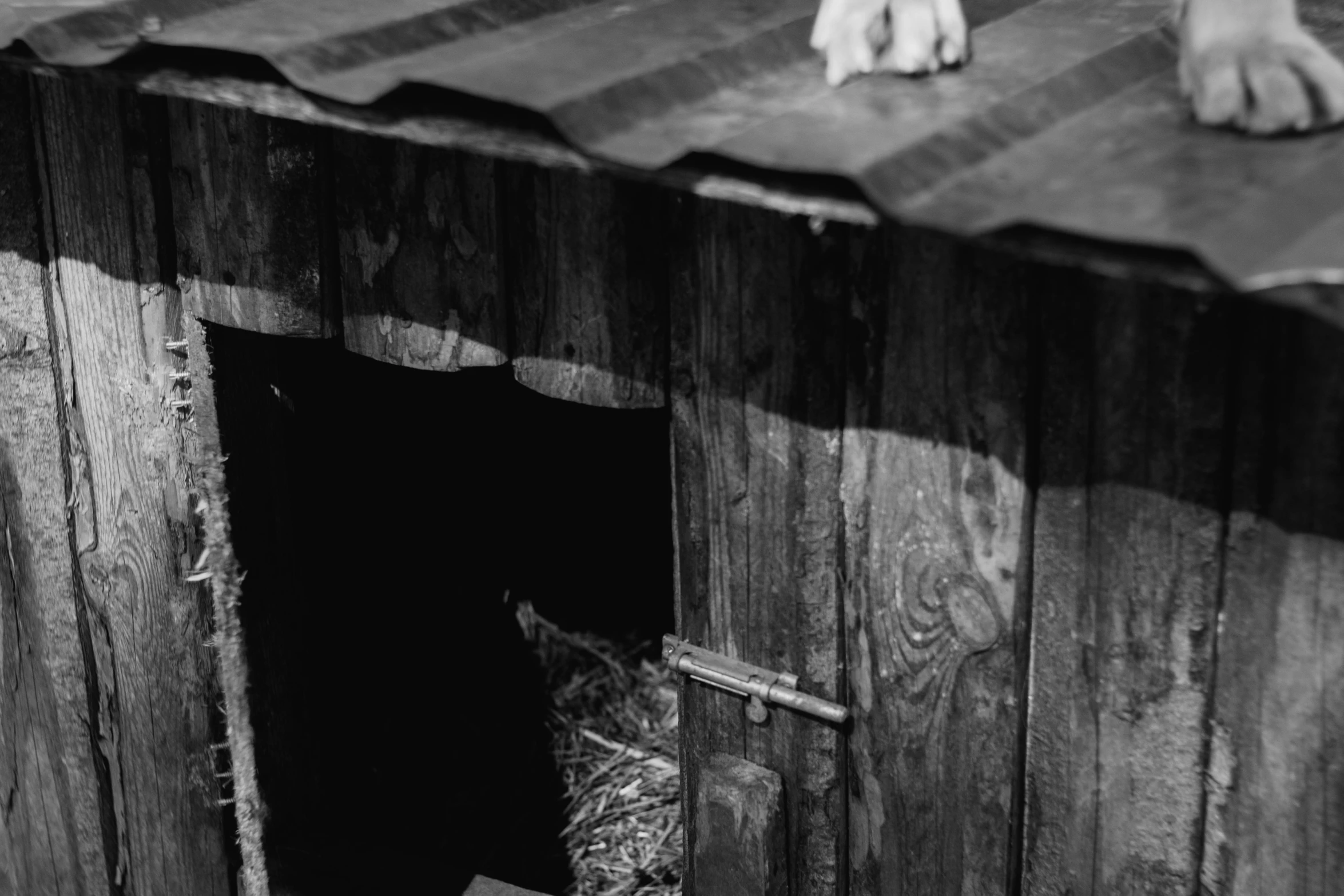 a barn with a dog sticking its paw out of it