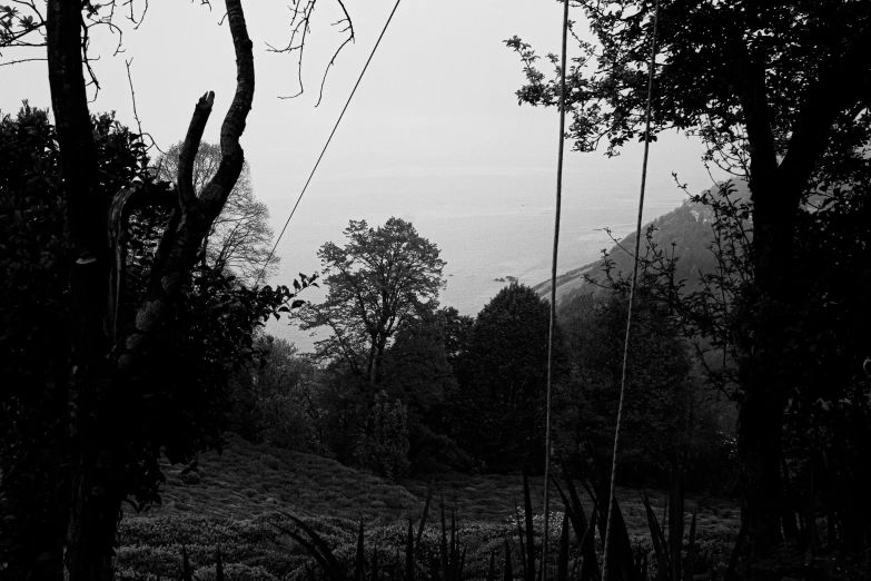 the silhouette of two trees against an overcast sky