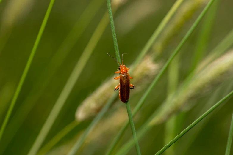 a insect is standing on some green grass