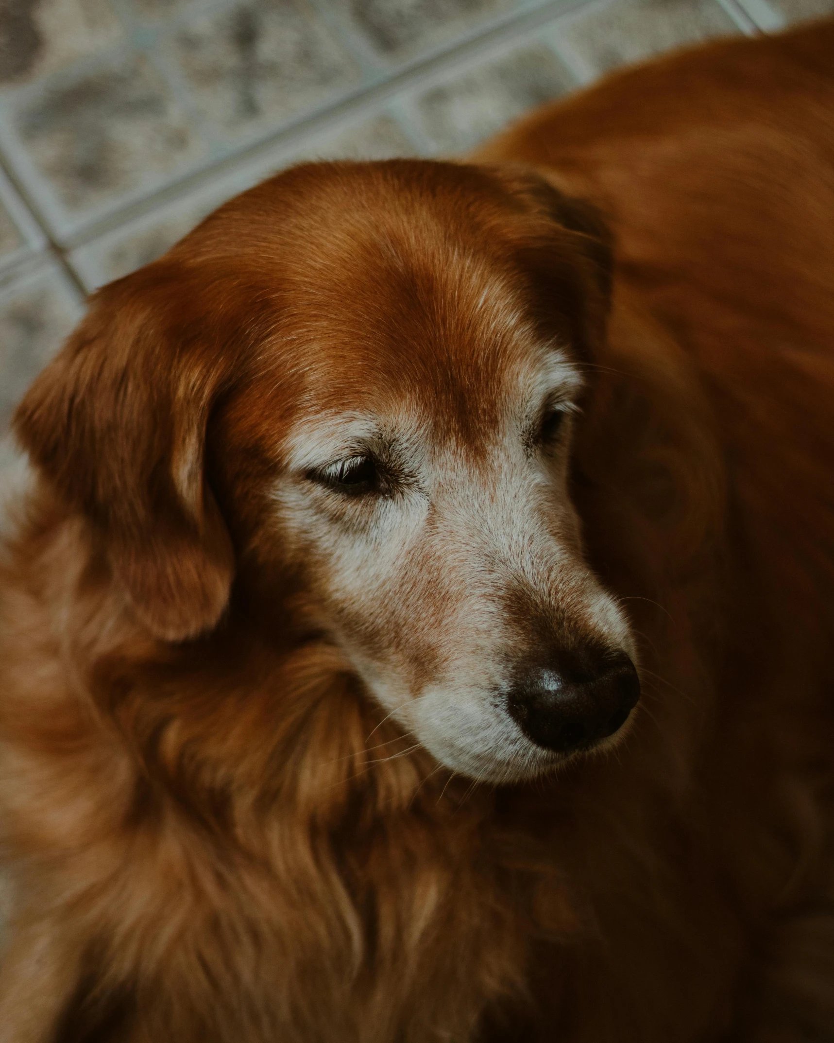 a close - up of a dog with eyes closed