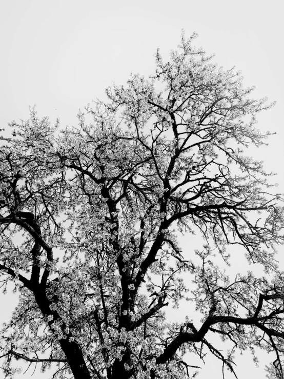 a bird sitting on top of the nches of a tree