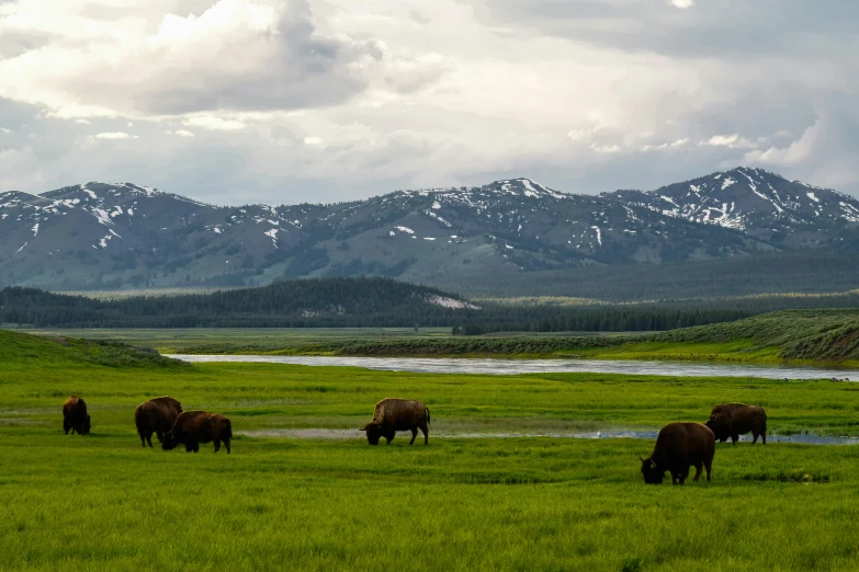 several buffalo are grazing on some grass and water