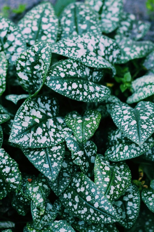 closeup of small white and green plants