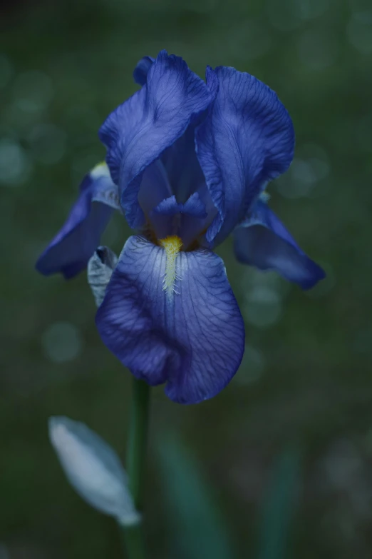 a blue flower in bloom with green leaves