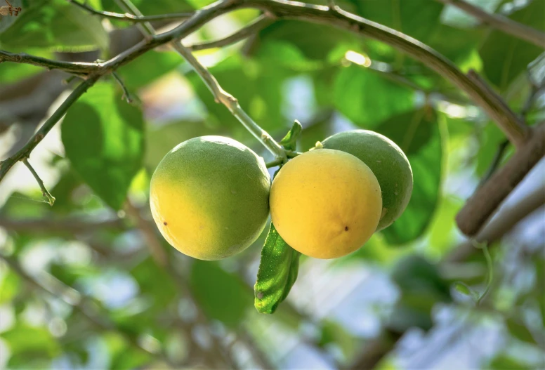 the two mangoes are still ripe and ready to eat