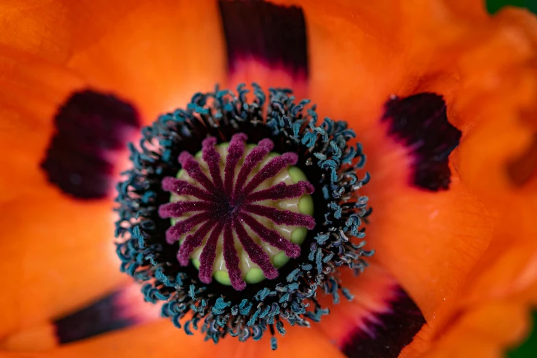 orange and purple flower with green center on sunny day