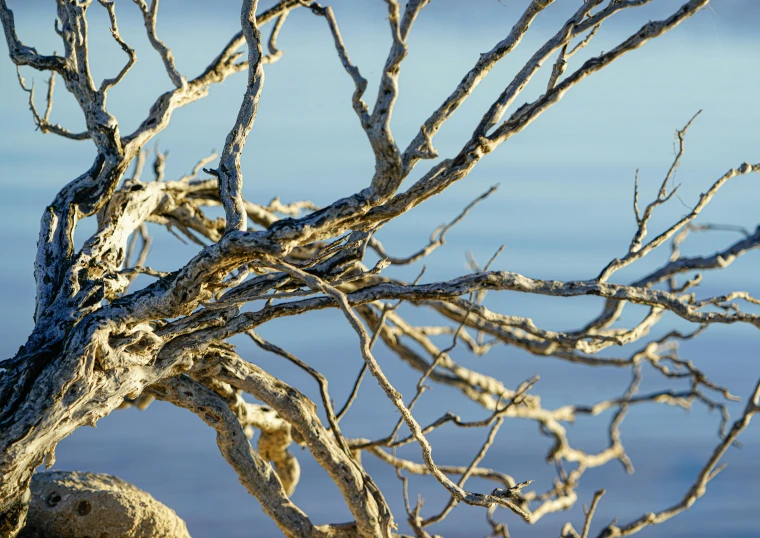 a tree nch with brown nches and no leaves