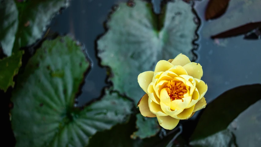 yellow and red flower blooming on top of a leaf