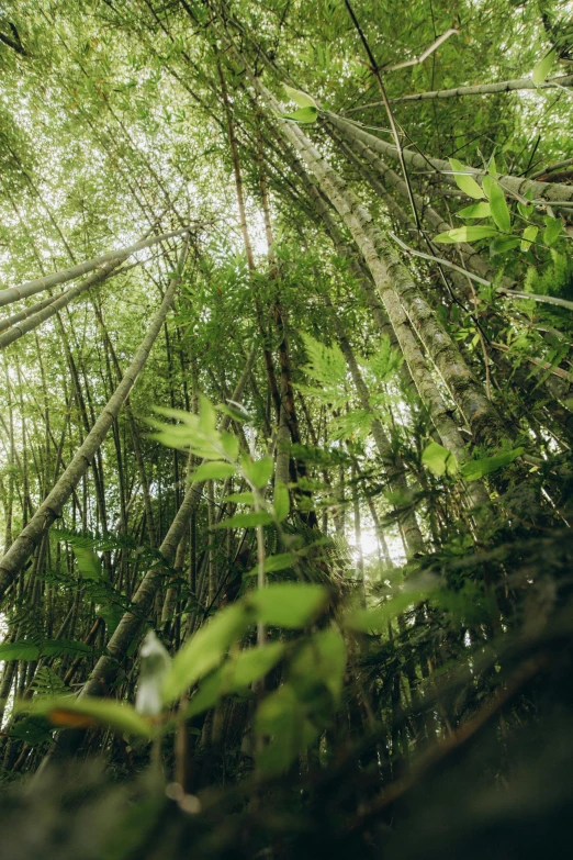 the inside view of an area that is dense with green plants