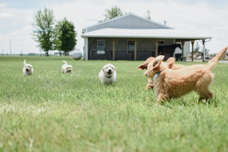 there are three dogs that are running in the field