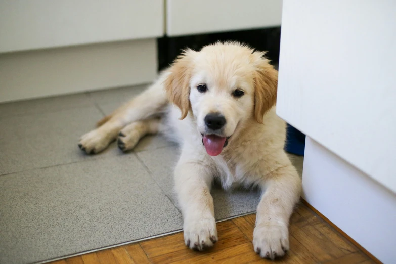 a small golden retriever puppy is laying down