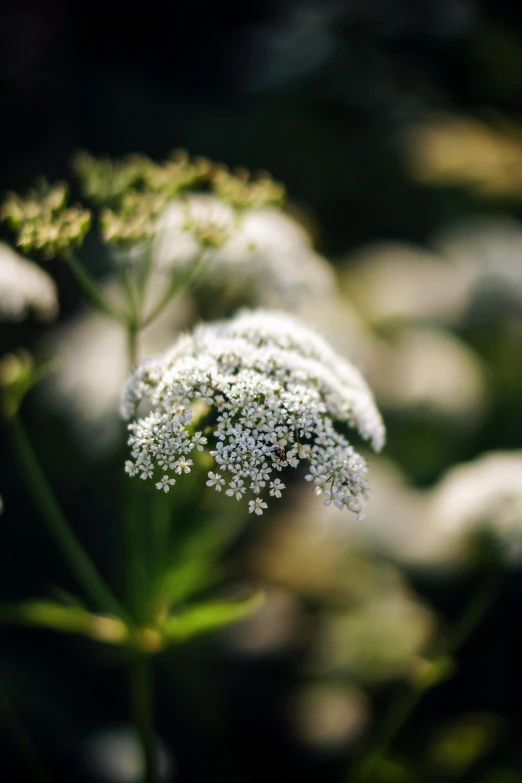 a close up image of a white flower