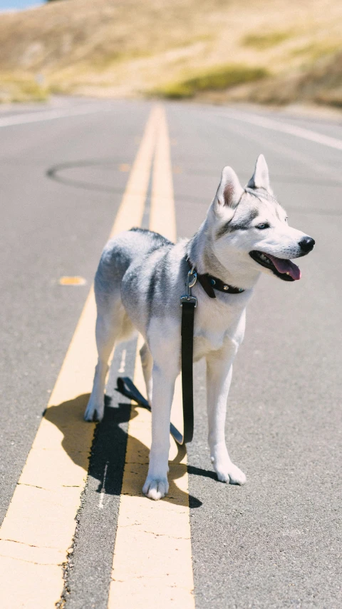 a husky standing in the middle of the road