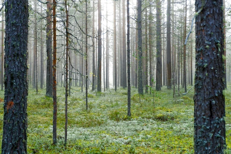 a forest filled with lots of tall pine trees