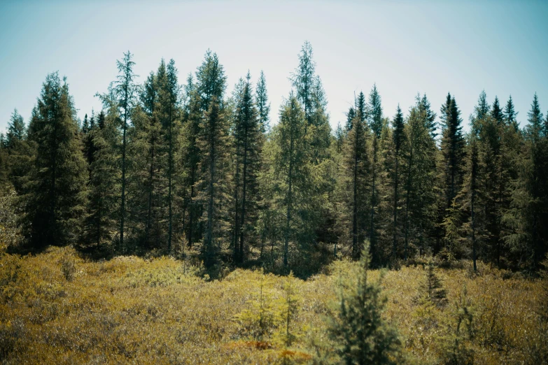 an area with grass, trees and no leaves on it