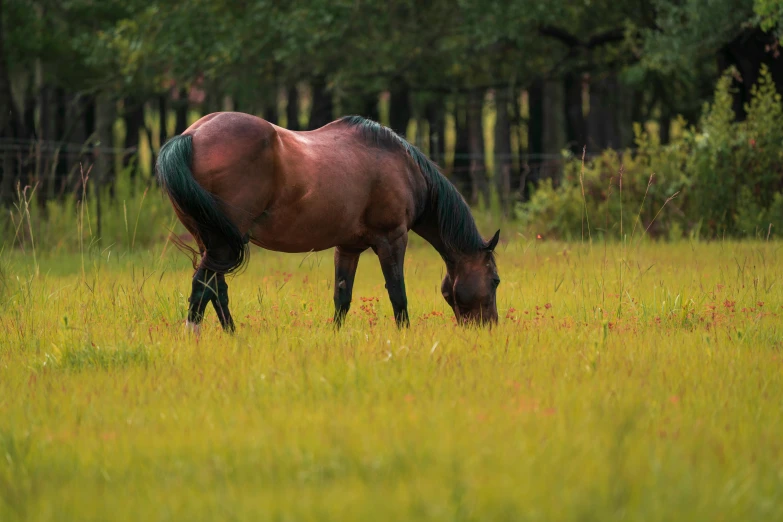 horse grazing in field of tall grass with trees in the background