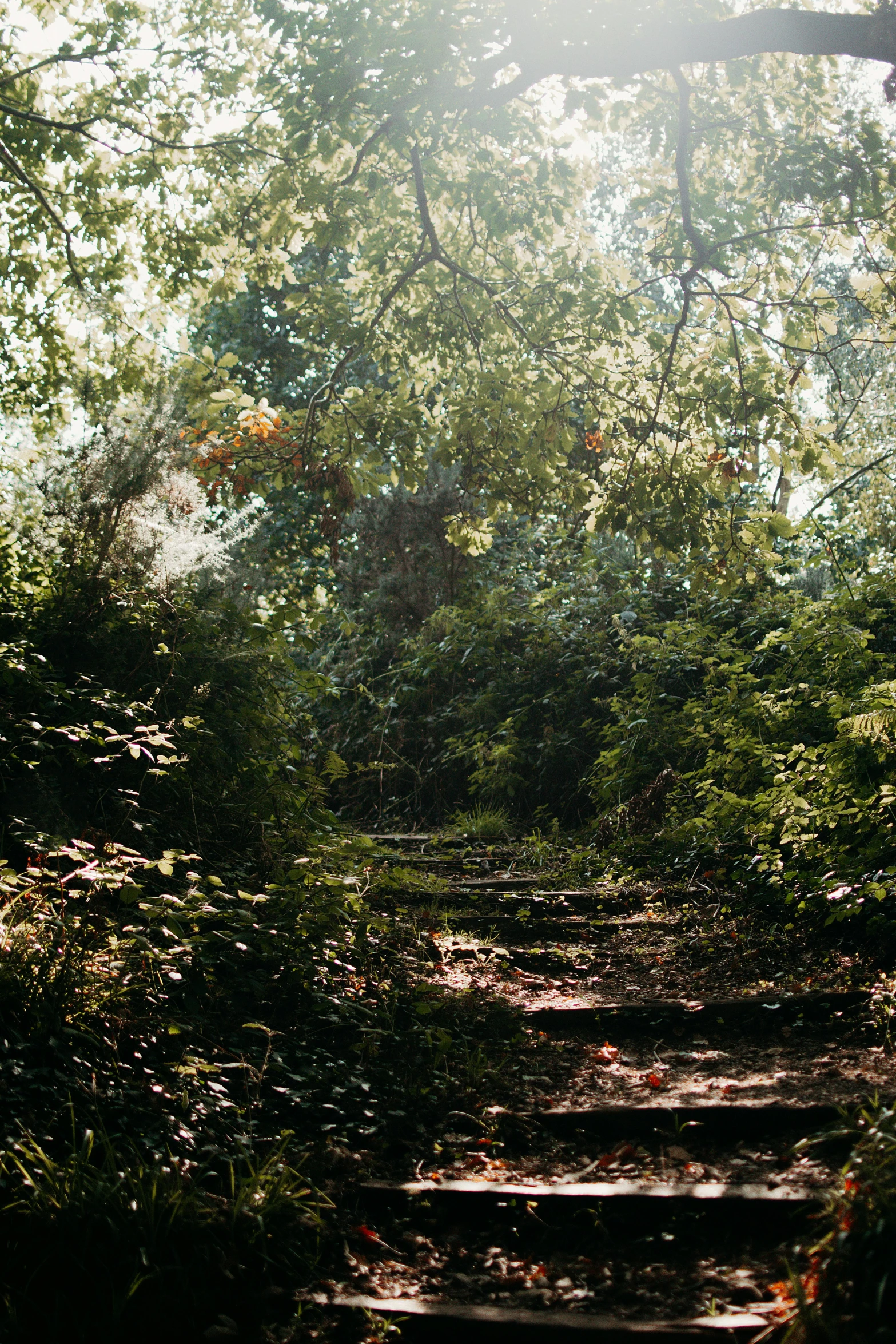 a set of wooden stairs through the middle of a forest