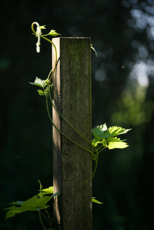 a vine grows along the side of a wooden post