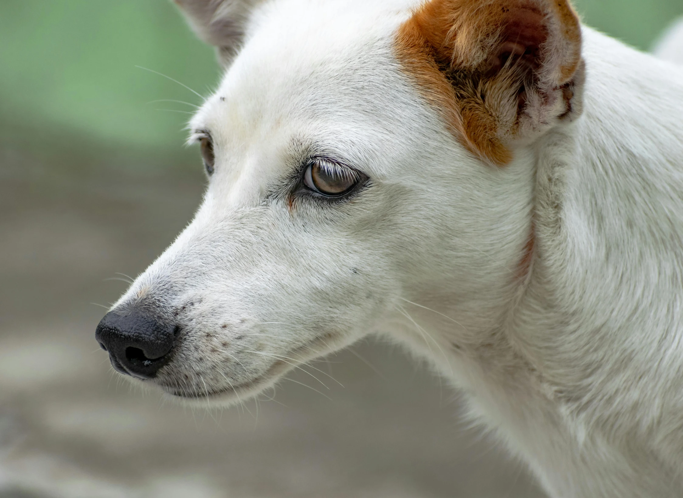 a closeup of a dog with an odd look