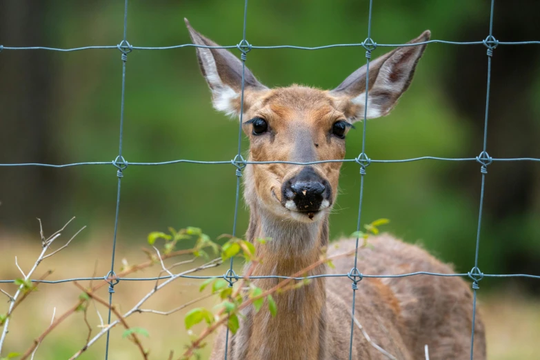 a young buck looks at the camera through a chain linked fence