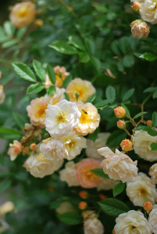 many white and yellow flowers are blooming