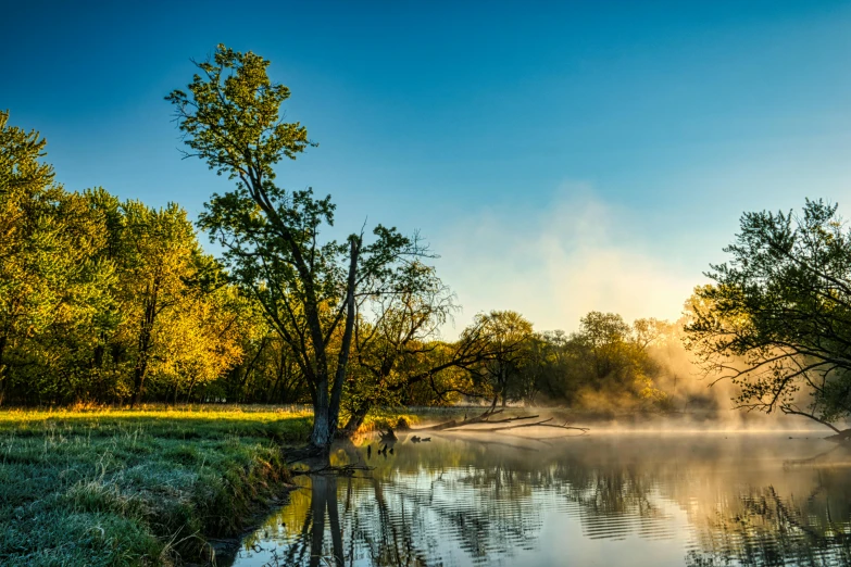 the sun shines in between the trees and fog