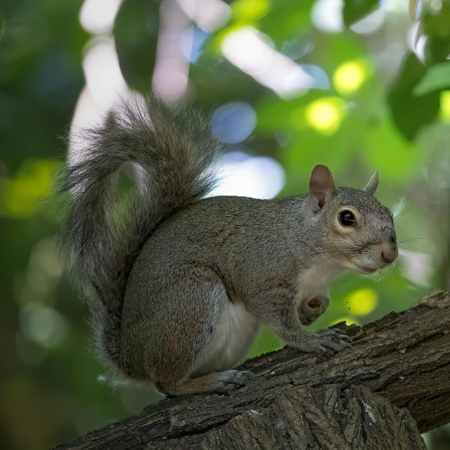 a small squirrel sitting on a tree nch in a forest