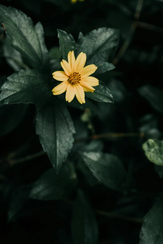 a single yellow flower with leaves growing in the background