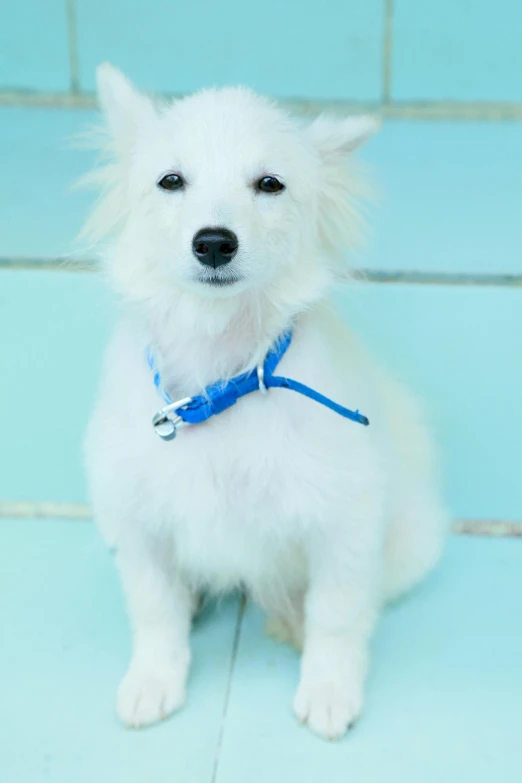 small white dog with blue leash on standing in room