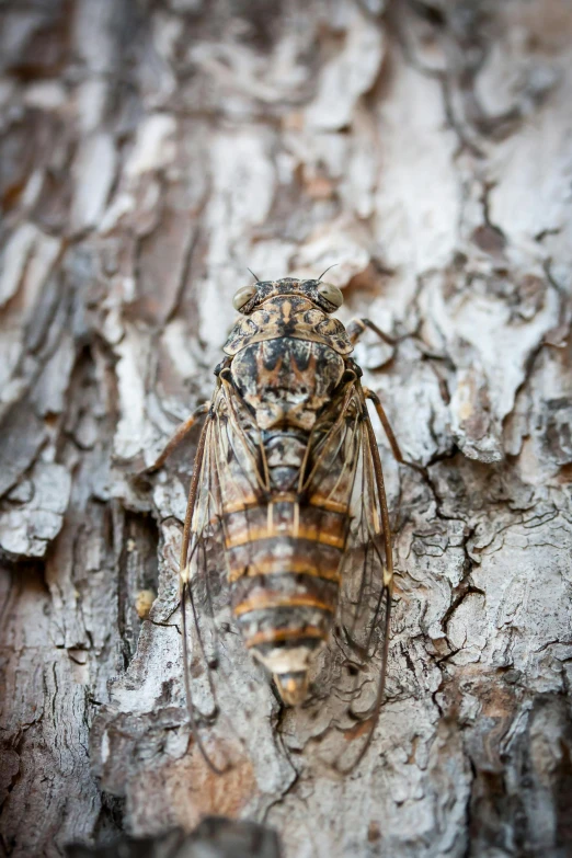 there is a cica sitting on the bark of a tree