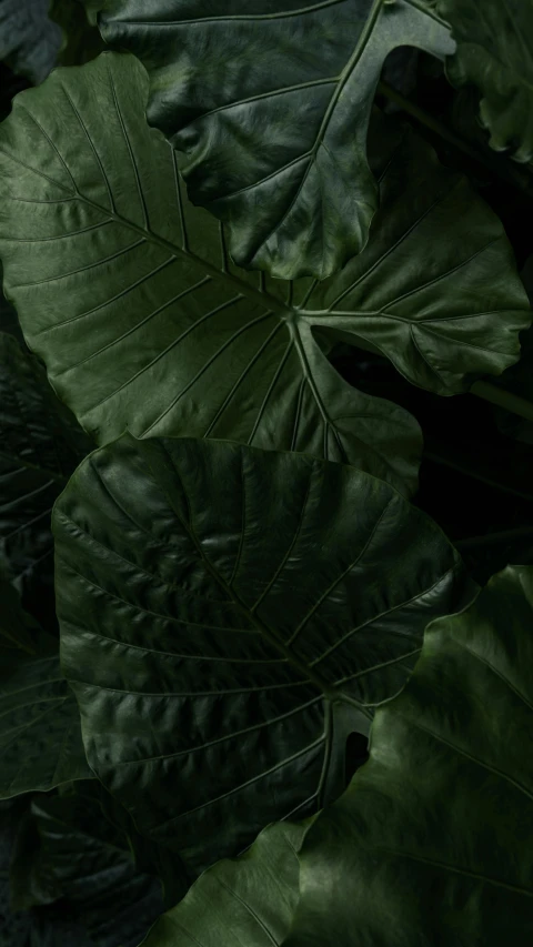 large green leaves growing next to each other