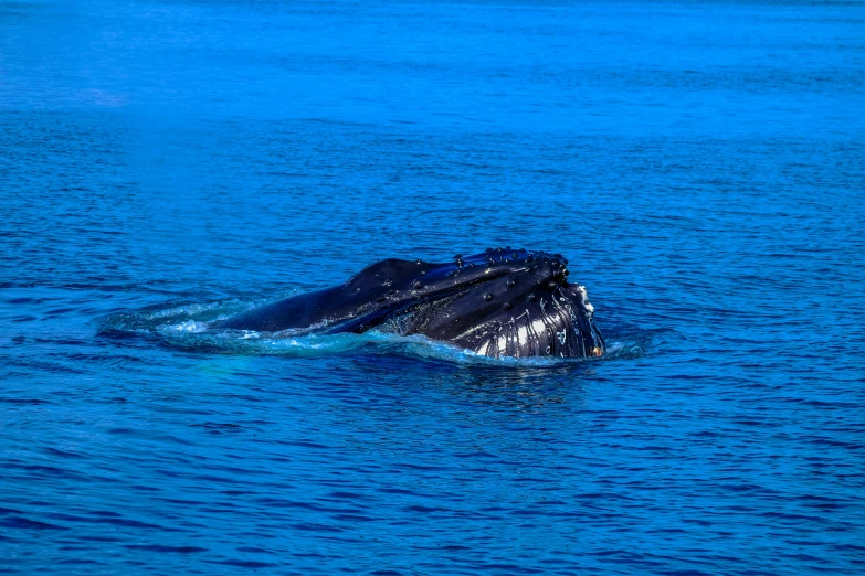 a gray whale with its mouth open is swimming across the water