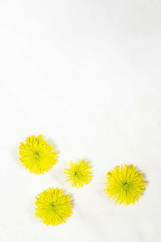 three flower heads on a white surface