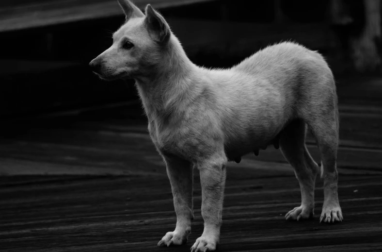 a puppy standing on top of a wooden deck