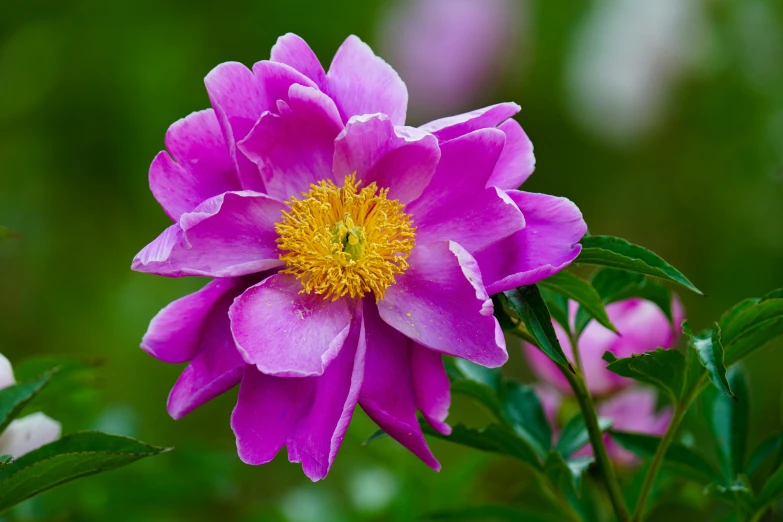 purple flower with yellow center surrounded by green leaves