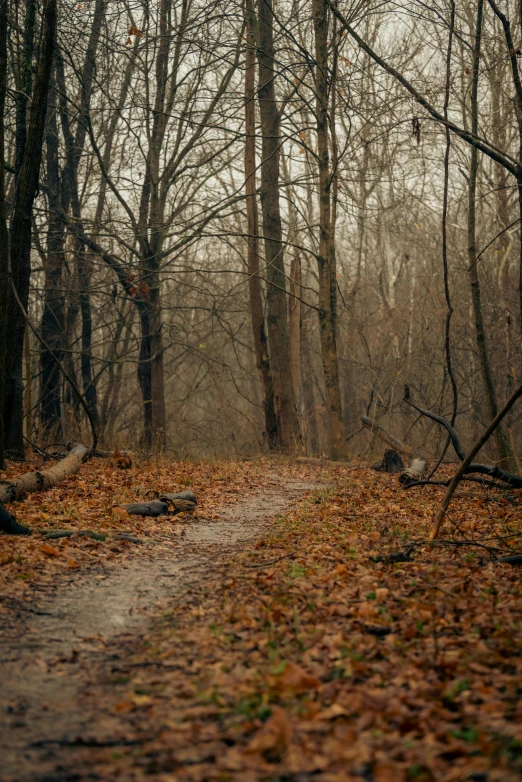 there is an empty path in the middle of the woods