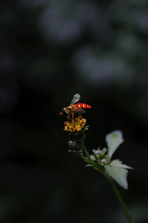 the big red fly is on top of the small flower
