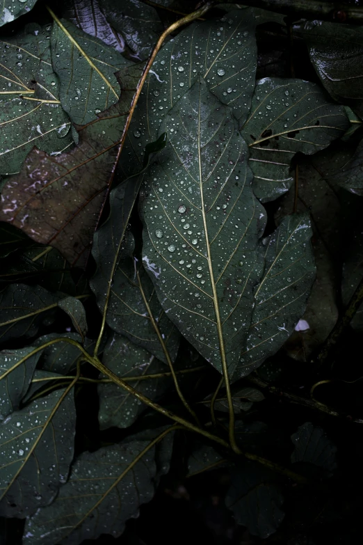 green leaves with drops of water on them