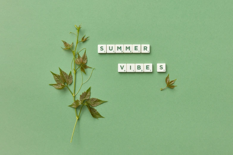 a plant sprigs out of letters spelling summer vibes