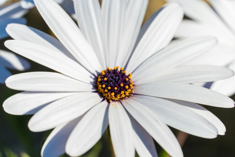 a closeup view of a daisy with white petals
